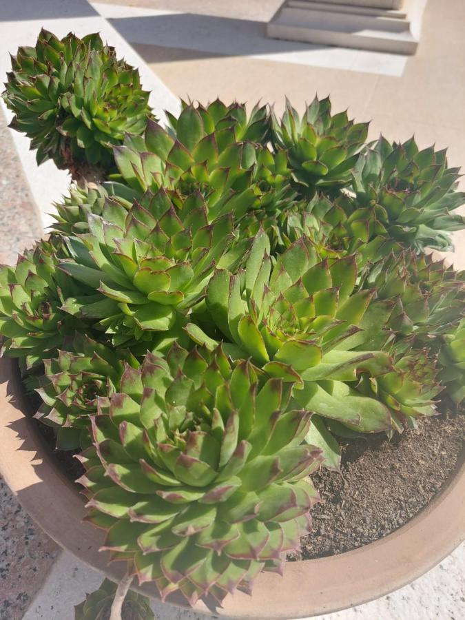 Zulim Trogir